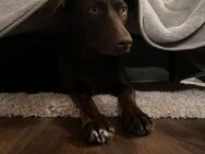 Die liebe Hazel sucht ein neues Zuhause - Freilassing