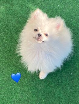 knuffige Zwergspitz Pomeranian mit Ahnentafel - Hof