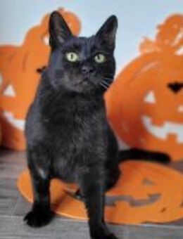 Reina ruhige liebe Mausi - Rambin