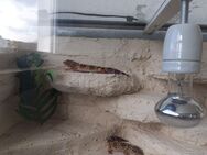 Zwei Leoparden Geckos mit Terrarium und Zubehör - Michelstadt