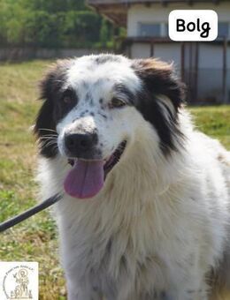 Bolg Bei seinem Anblick liegt ... - Kissing