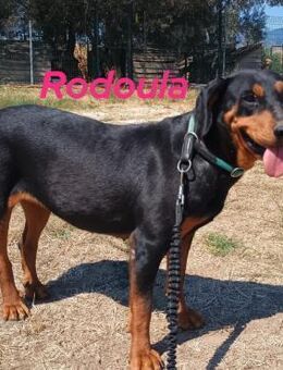 Rodoula - ruhig und liebevoll 01/18 GRC - Ruppertsecken