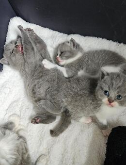 Bildschöne BKH Kitten Britisch Kurzhaar - Erfurt