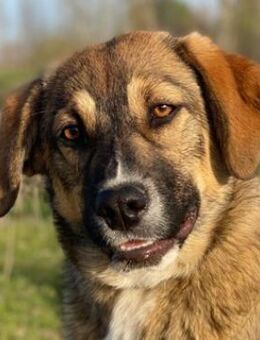 Hami, geb. ca. 09/2024, GRIECHENLAND - Markdorf