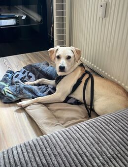 Golden Retriever Mix - Duisburg
