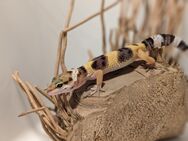 Leopardgecko Nachwuchs 2024 - Rostock