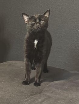 Hi ich suche ein Liebevolles Zuhause gesucht - Herne Mitte