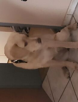 Labrador Hündin abgeben - Dortmund