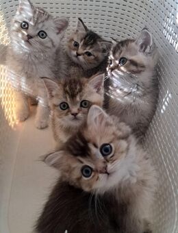 Britisch Kurzhaar - Berlin Reinickendorf