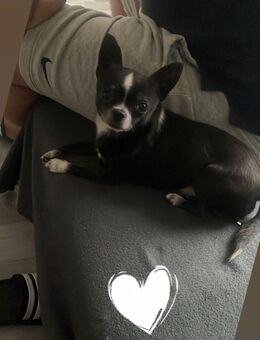 Chihuahua Rüde - Quierschied