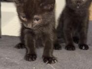 Bkh/Ekh kitten Weibchen zu verkaufen - Mönchengladbach