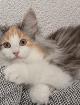 Norwegische Waldkatze Kitten Joena mit Papieren - Chemnitz