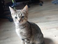 Bengalen Mix Kitten - Idar-Oberstein