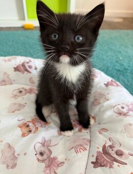 BKH “Nela” weibliches Kitten British Kurzhaar - Rheda-Wiedenbrück