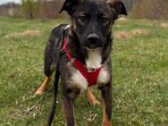 Ebby soll nicht im Shelter aufwachsen - Blankenheim (Nordrhein-Westfalen)