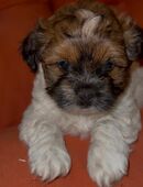 Shih-Tzu Biewer Yorkshire Terrier Mix in 34134