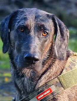 Kenai - Doggen-Mix - 2 Jahre - Tierhilfe Franken e.V. - Lauf (Pegnitz) Zentrum
