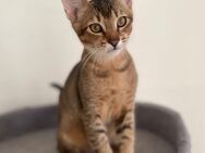 Abessinier Kitten Kater Abgabebereit - Recklinghausen