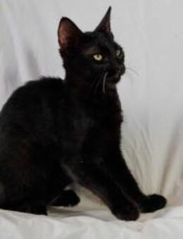 Ninja, kleiner Kämpfer, ca. 6 Monate - Vaterstetten