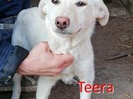 TEERA ❤ sucht Zuhause oder Pflegestelle - Langenhagen