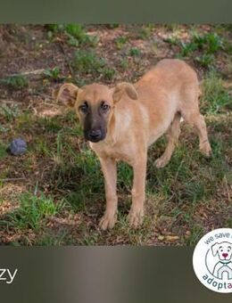 Ozzy: Junger, sanfter Entdecker - Kirchzell