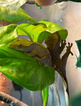 Kronengecko Jungtiere - Merseburg