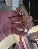 Bartagamen Jungtier in 97273