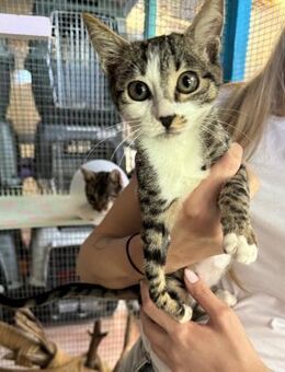 Handicap Katze Kiara aus dem Tierschutz - Grevenbroich