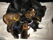 Reinrassige Zwergpinscher / Rehpinscher Welpen - Dierdorf