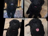 Verkaufen Lagotto-Doodle-Welpen - Rackwitz