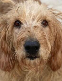 Carella, geb. ca. 10/2022, Griechenland - Euskirchen