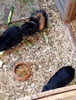 3 Meerschweinchen mit Gehege - Biesenthal Zentrum