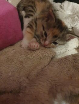 Katzen Mädchen sucht Zuhause - Bottrop