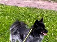 Milo – junger Mittelspitz sucht neues Zuhause - Hamburg