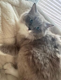 Ragdoll Cherubim Katze abzugeben - Sundern (Sauerland)