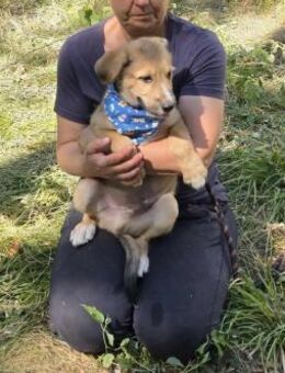 Verschmuster lustiger Welpe TIMMY ♥️ - München