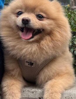 Zwergspitz (pomeranian), 11 Monate, EU-Pass, gechipt, Stammbaum - Berlin Neukölln