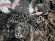 4 wundervolle Babykitten in 🩵-volle Hände abzugeben - Ostenfeld (Rendsburg)