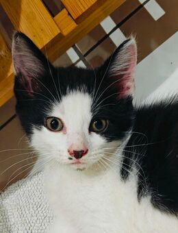Maine-Coon-Kitten - schwarz-weiß+hellrot(P2)zu verkaufen - Bellheim