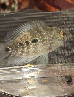 Verschenke jungen Satanoperca Deamon - Maselheim