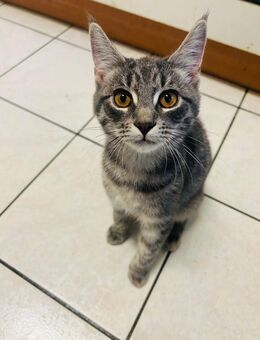 Getigerte Maine-Coon-Mix-Kitten – liebevoll aufgezogen, geb. am 01.07.2025 - Hohentengen