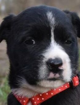 Minou - eine von 5 Geschwistern! - Süderbrarup