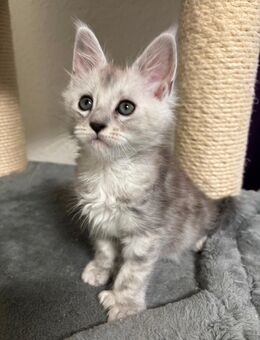 Maine Coon Kitten Mädchen - Tornesch Tornesch