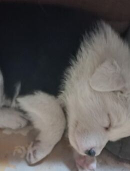 Süßen Border Collie Welpen mit besonderen Merkmal..ich habe zwei verschiedene Augen - Neukirch (Lausitz)