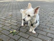 Kleine Seele Emma sucht - Berlin