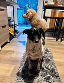 Jolie sucht Ihre Menschen in 07973