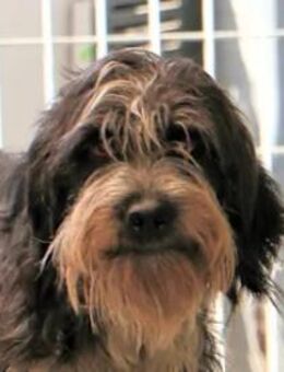 VITUZZA sie war alleine unterwegs - Regensburg