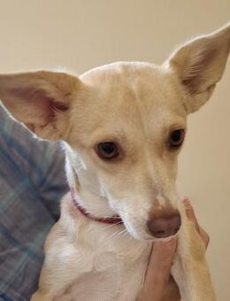 Emelia - eine liebevolle kleine Maus - Krefeld