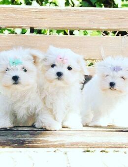 Reinrassige Bichon Maltese Welpen - Frankfurt (Main)