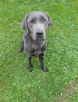 Labrador sucht ein schönes neues Zuhause - Dresden